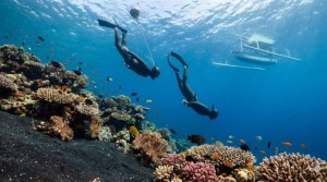Freediving-800x445