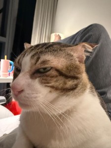 e0690b0f63606cd2ec21506dc77ec3f7