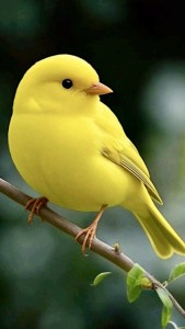 967f2eae0f95d73b1311dd22b62c9d95