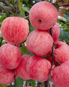 e88e48fb297bd01700278755967926a8
