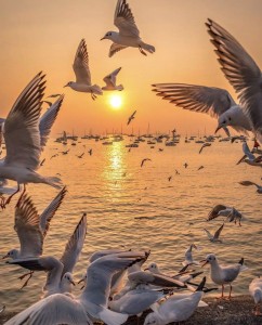 f8585e17a0cfdab2e5cced11c520fe97