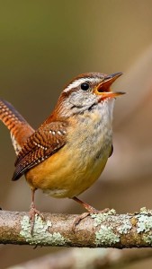 a18fbe16357ce13c7bcc3b2a1890271b